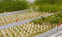 Another season of promise for the grass seed industry